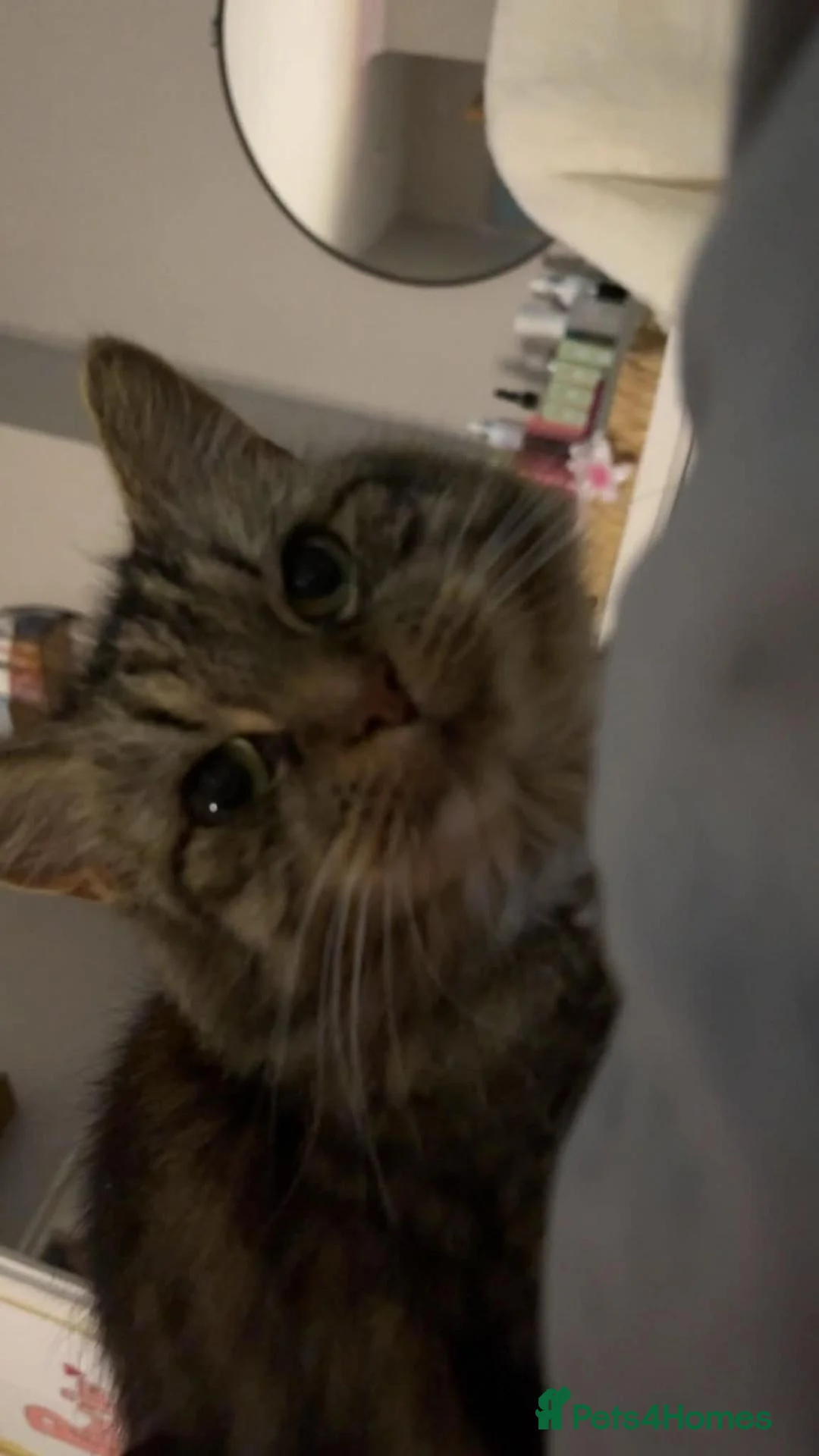 Mixed Breed cats for sale: Hi im Tabby  - Advert 2
