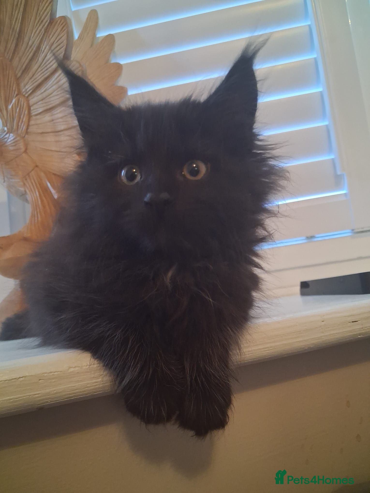 Maine Coon cats Black smoked PANTHERS!! 😍 - Advert 2