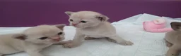 Burmese cats for sale: Lilac and Chocolate Burmese Kittens.  GCCF Reg.  - Advert 9