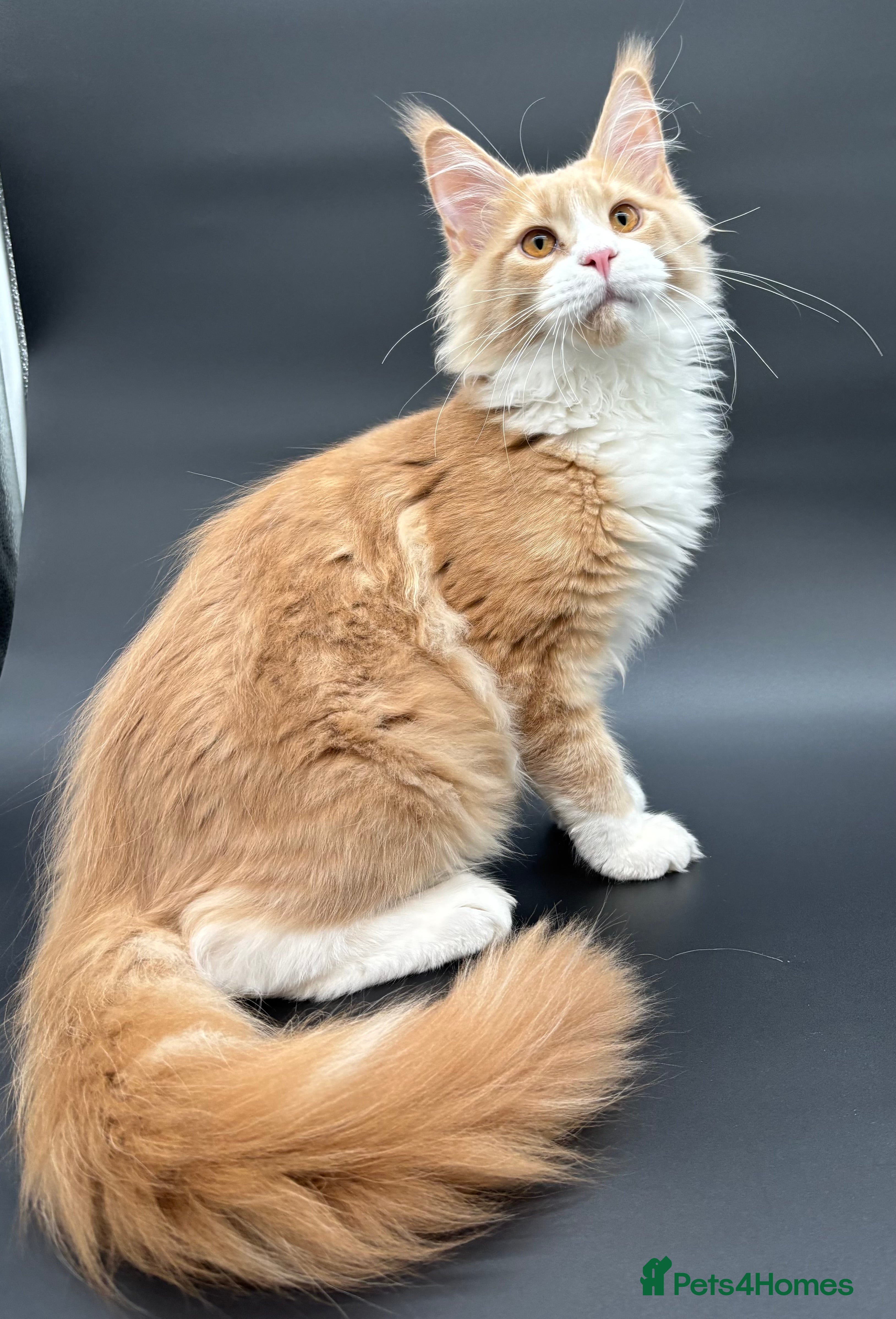 Maine Coon cats Beautiful Maine Coon Kitten - Champion Lines - Advert 6