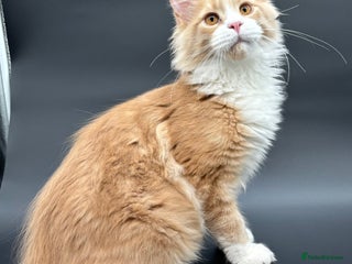 Maine Coon cats Beautiful Maine Coon Kitten - Champion Lines - Advert 13