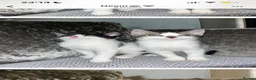 Mixed Breed cats for sale: 2 male kittens 10 weeks old - Advert 12