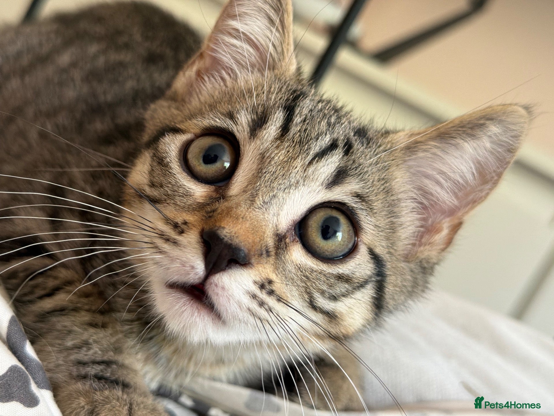 Mixed Breed cats Taking offers -kitten urgently looking for a home  - Advert 4