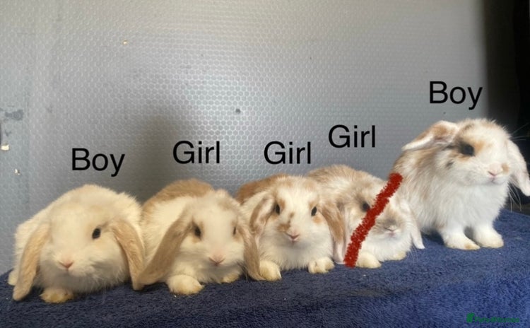 Lionhead rabbits - Advert 3