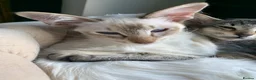 Balinese cats for sale: Chocolate tabby point female - Advert 5