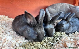 English rabbits for sale: New Zealand cross English babies - Image 7