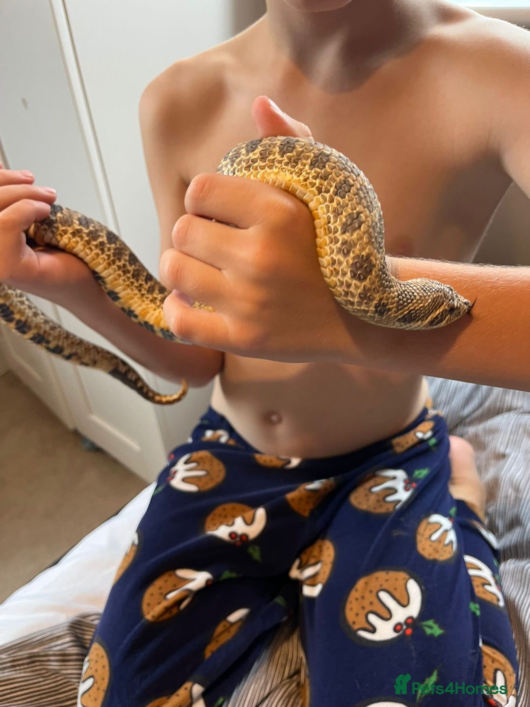Snake reptiles for sale: 🐍Toffee Western Hognose Snake + Full Setup (£180) - Image 4