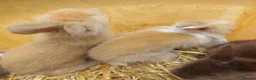 Lionhead rabbits for sale: PUREBRED DOUBLE/TEDDY LION HEAD BABIES  - Advert 5