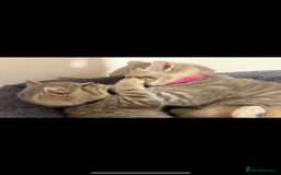 British Shorthair cats for sale: Chunky Pedigree British short hair kittens *ready* - Image 7