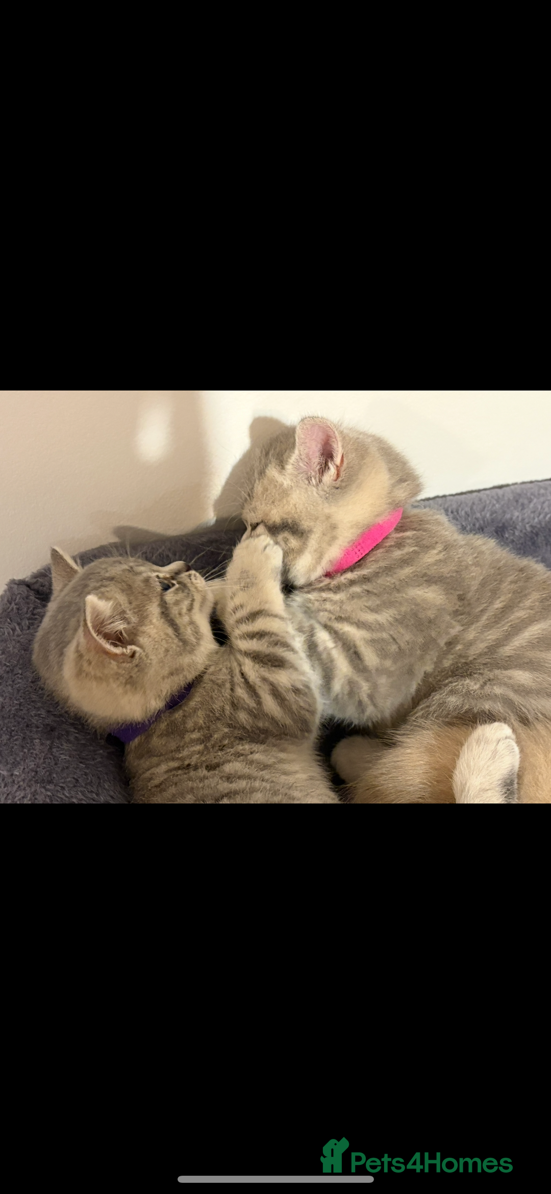 British Shorthair cats for sale: Chunky Pedigree British short hair kittens *ready* - Image 7