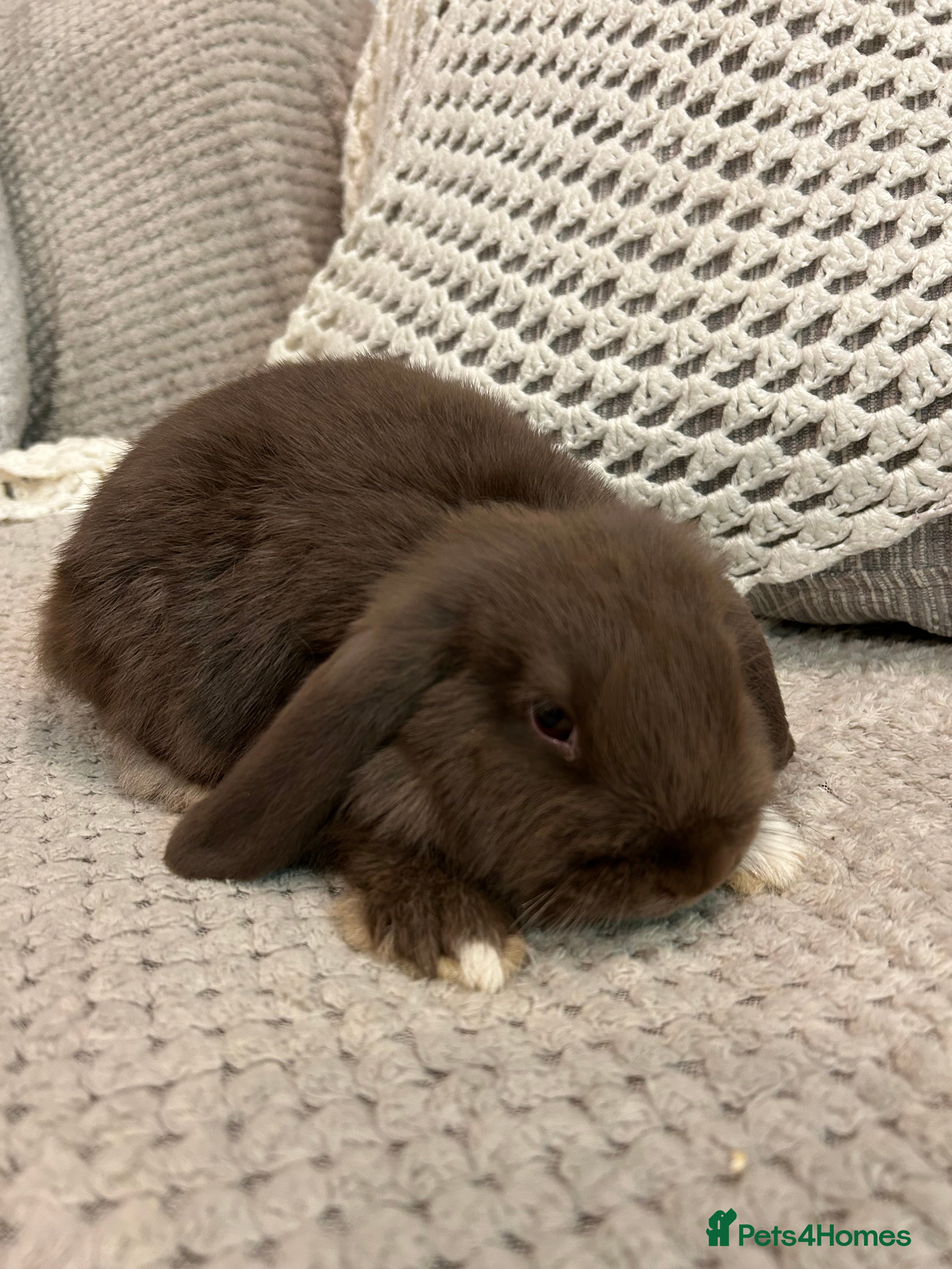 Mini Lop rabbits Pure Mini Lop Baby Rabbits  - Advert 5
