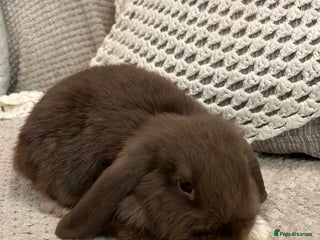 Mini Lop rabbits Pure Mini Lop Baby Rabbits - Advert 4