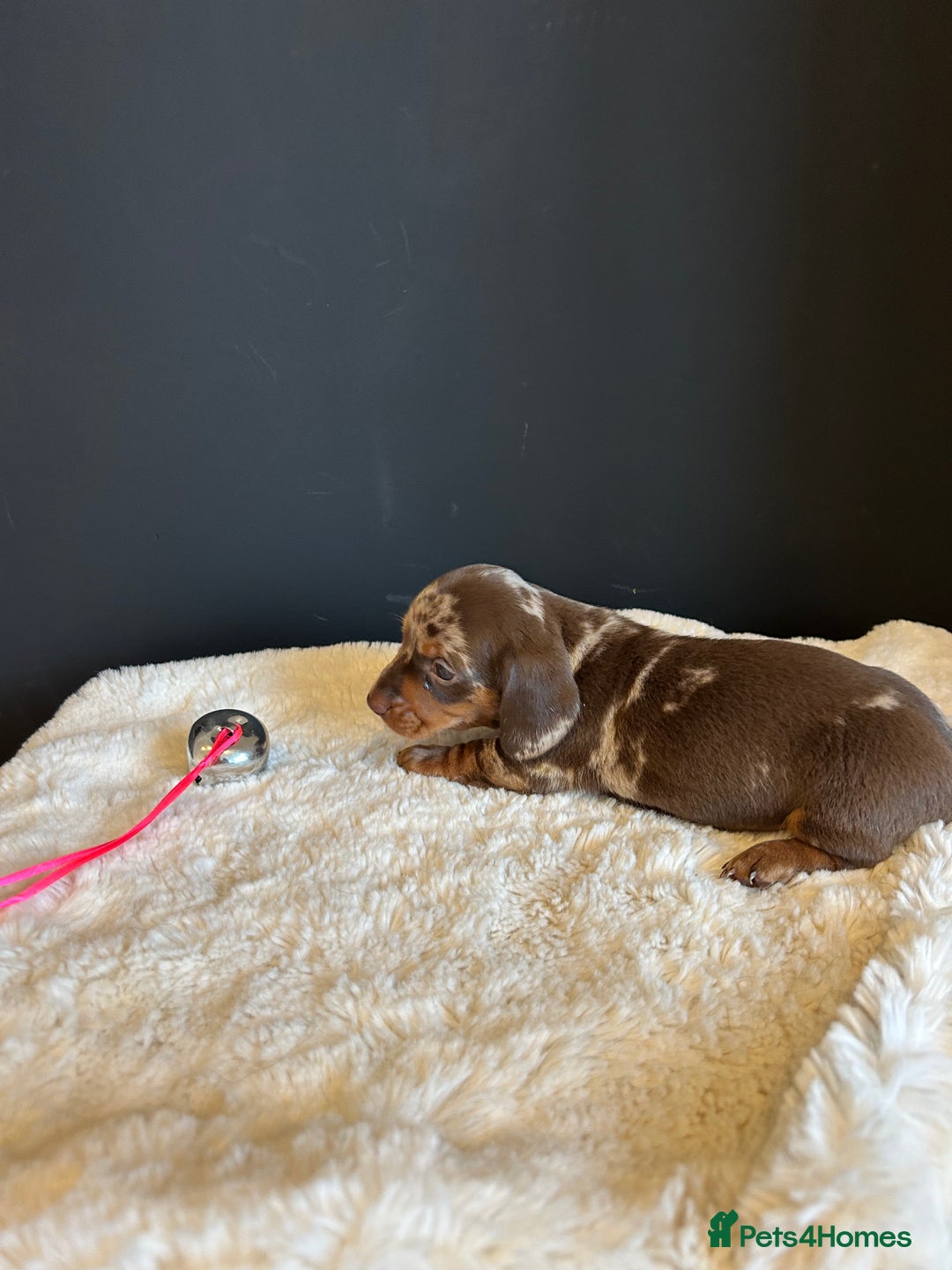 Miniature Dachshund dogs for sale: Smooth Hair Boys -5 star Breeder ⭐️⭐️⭐️⭐️⭐️ - Advert 10