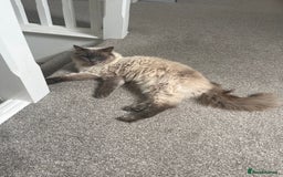 Ragdoll cats for sale: Ragdoll male  - Image 1