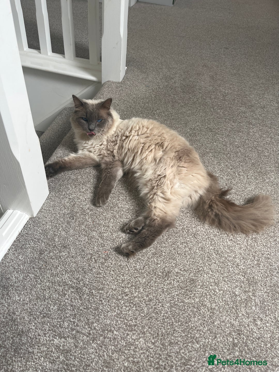 Ragdoll cats for sale: Ragdoll male  - Image 1