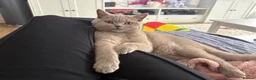 Scottish Fold cats for sale: Beautiful Lilac grey female Scottish Straight - Advert 10