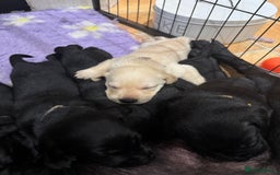 Labrador Retriever dogs for sale: Labrador puppies  - Image 2