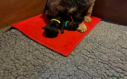 Border Terrier dogs for sale: Gorgeous Border Terrier girl - Image 6