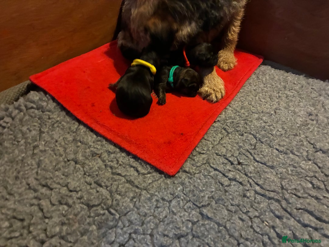 Border Terrier dogs for sale: Gorgeous Border Terrier girl - Image 6