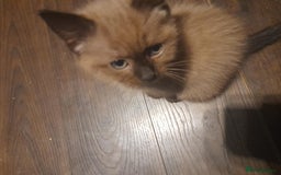 Ragdoll cats for sale: Cute ragdoll looking for a home - Image 4