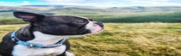 Boston Terrier dogs for sale: Two little cuties from our farm - Advert 7