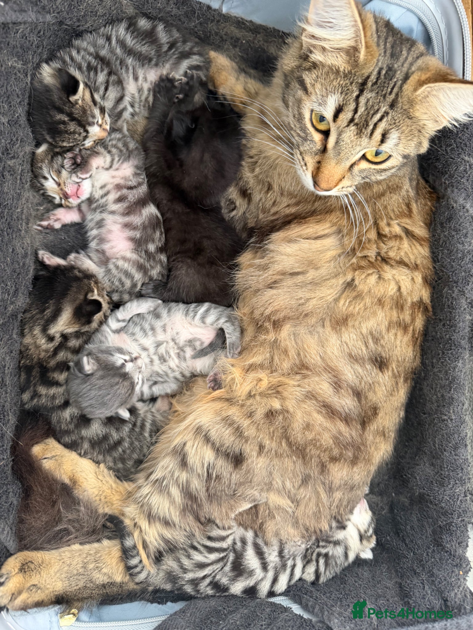 Mixed Breed cats Gorgeous Tabby’s  - Advert 1