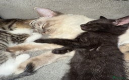 Mixed Breed cats for sale: Stunning kittens available now  - Image 33
