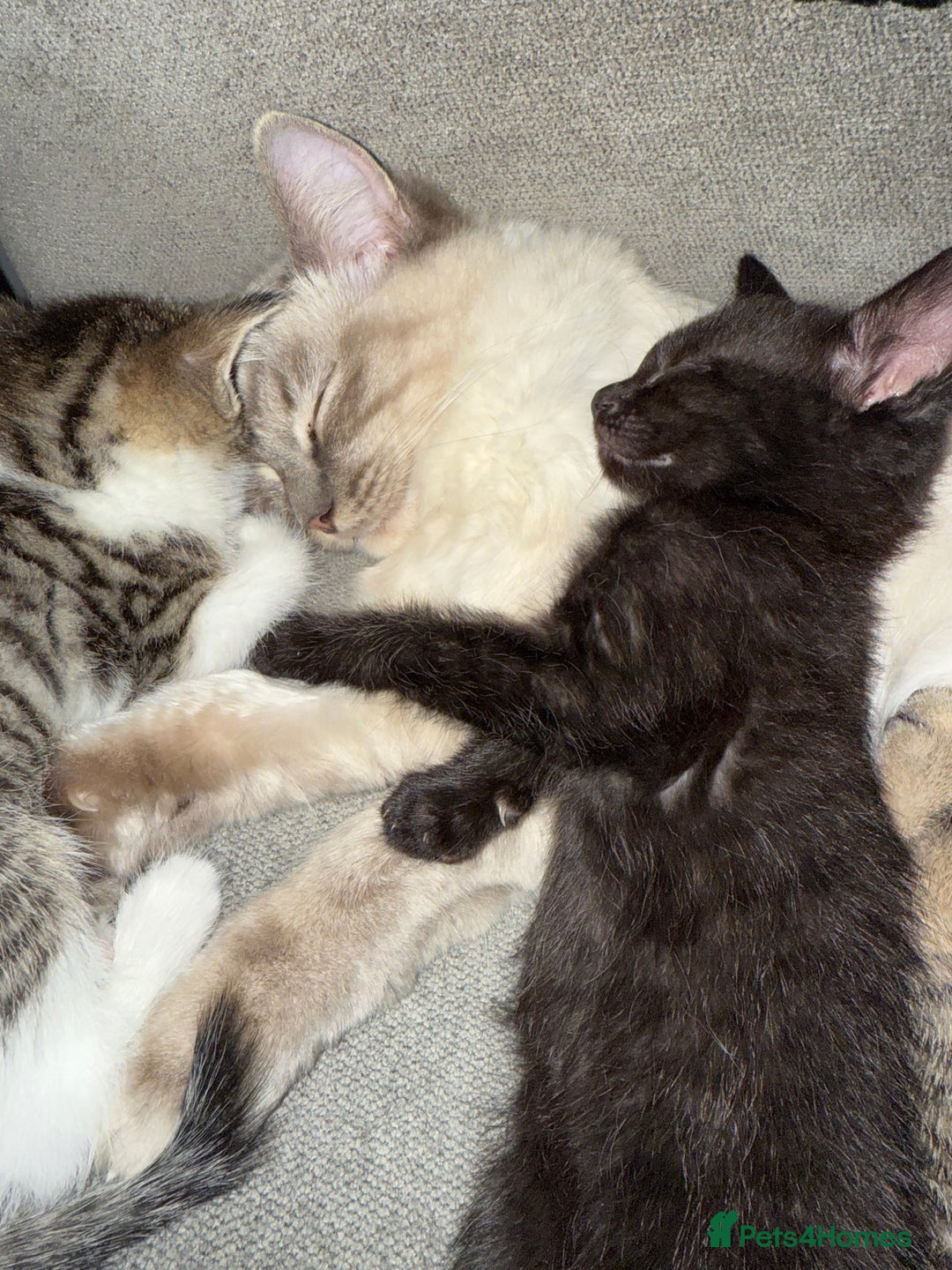 Mixed Breed cats for sale: Stunning kittens available now  - Image 33