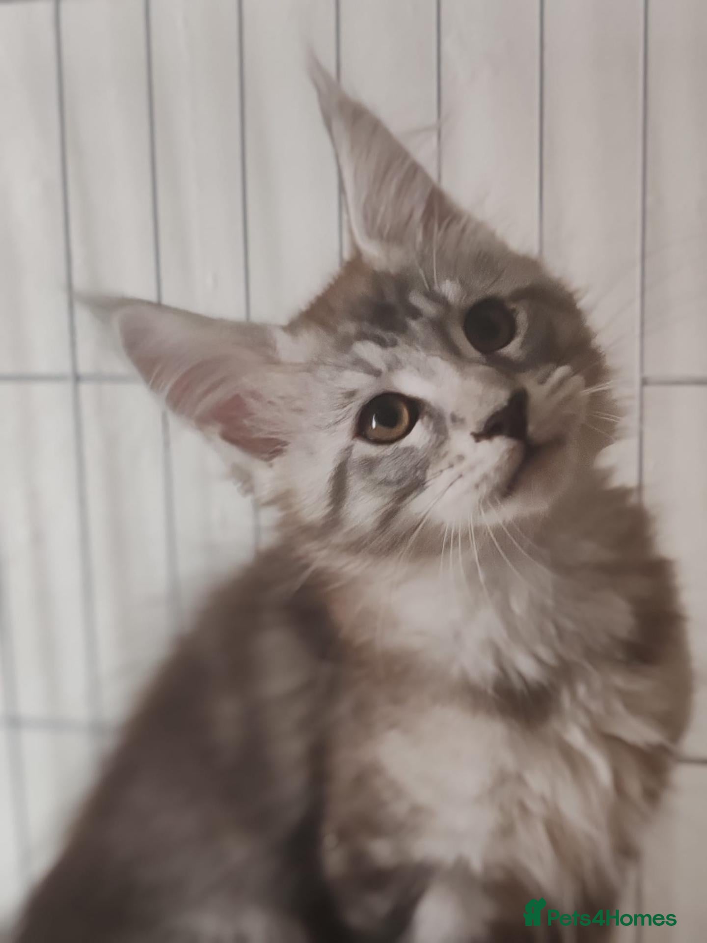 Maine Coon cats Russian bloodline Maine coon kittens - Advert 1
