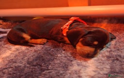 Miniature Dachshund dogs for sale: 5 gorgeous miniature dachshund puppies for sale  - Image 41