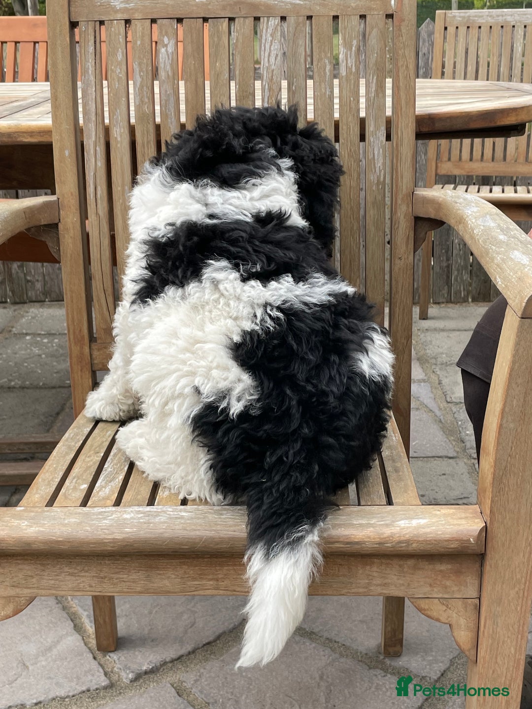 Standard Poodle dogs for sale: Standard Poodle x St Berdoodle  - Image 8