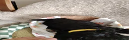 Mixed Breed dogs for sale: CockerJack Doodles  in Norwich - Advert 16