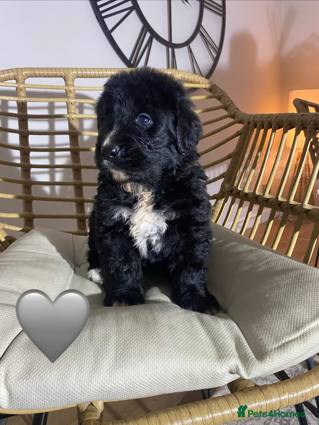 Mixed Breed dogs for sale: Golden Bernese Puppies 🖤🤍🤎 - Advert 30