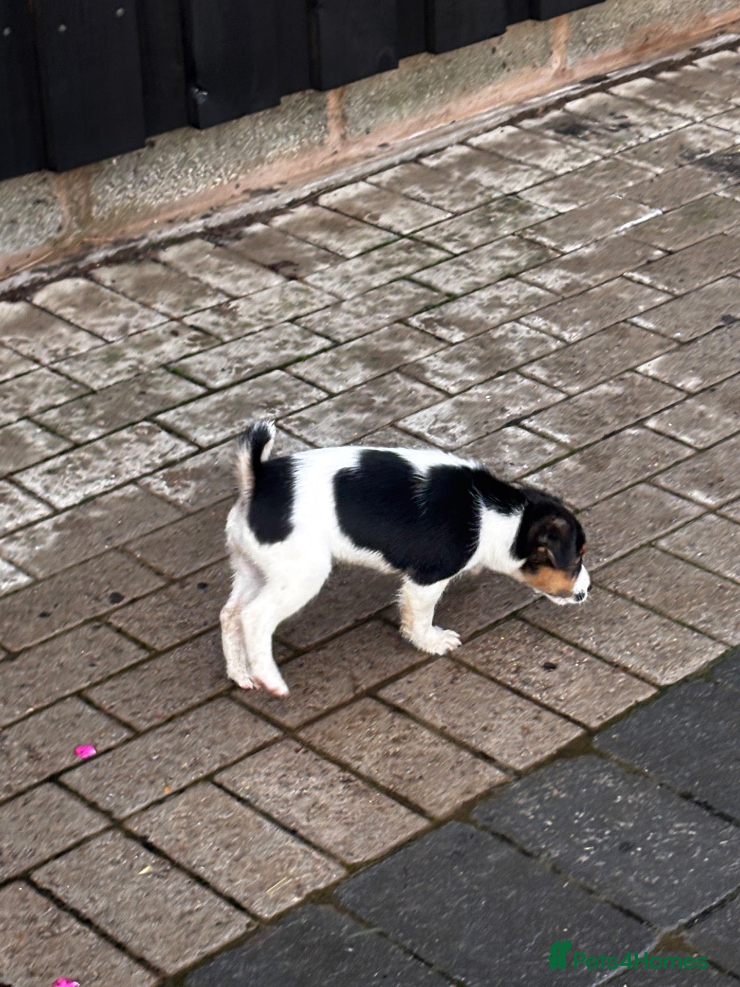Jack Russell dogs for sale: rough coated jack russell’s  - Advert 2