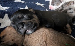 Mixed Breed dogs for sale: Stunning jack Russel cross staffy - Image 6