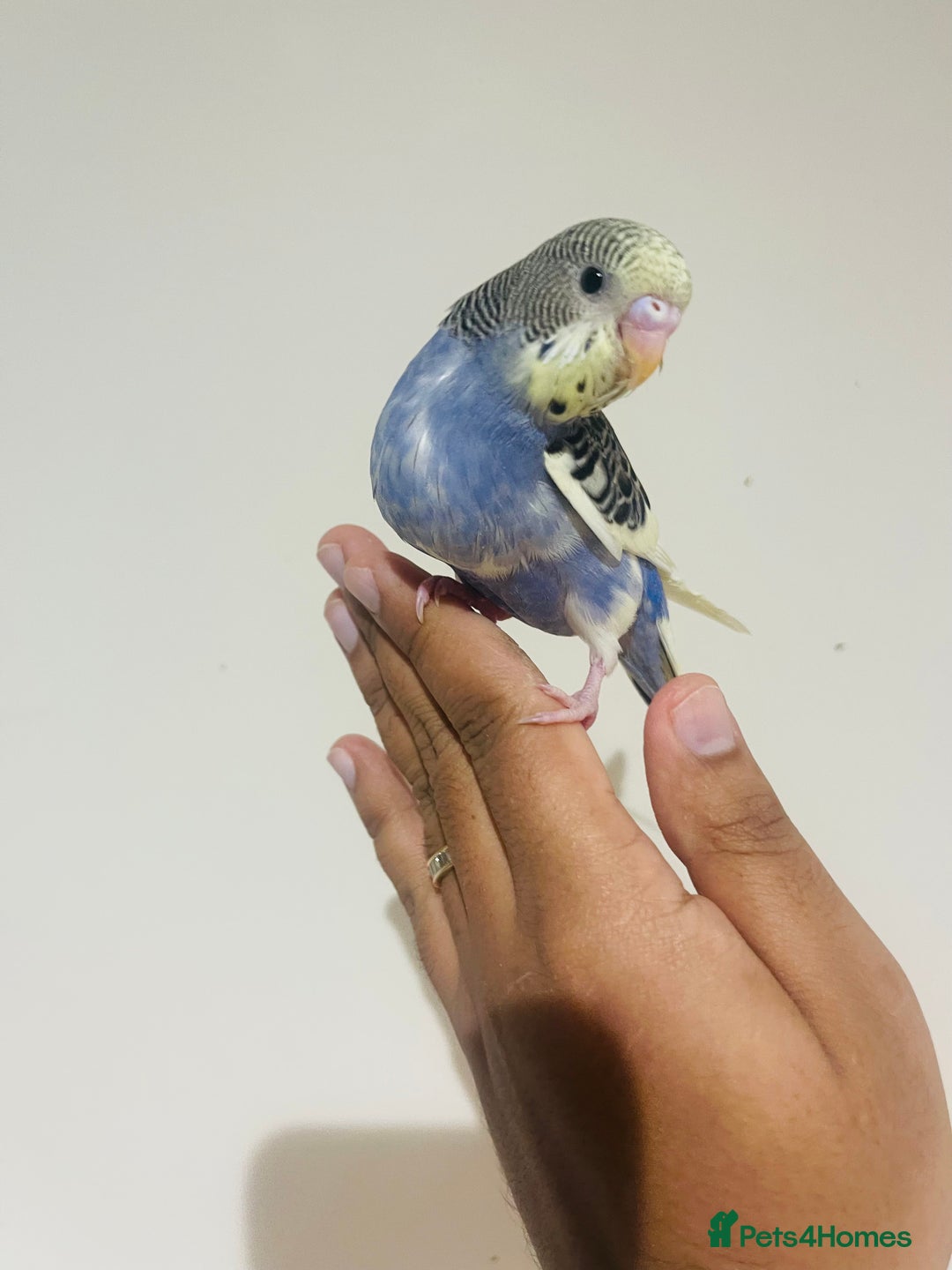 Budgerigars birds for sale: Hand reared budgies for sale  - Advert 20