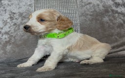 Cockapoo dogs for sale: stunning cockapoo puppies  - Image 5