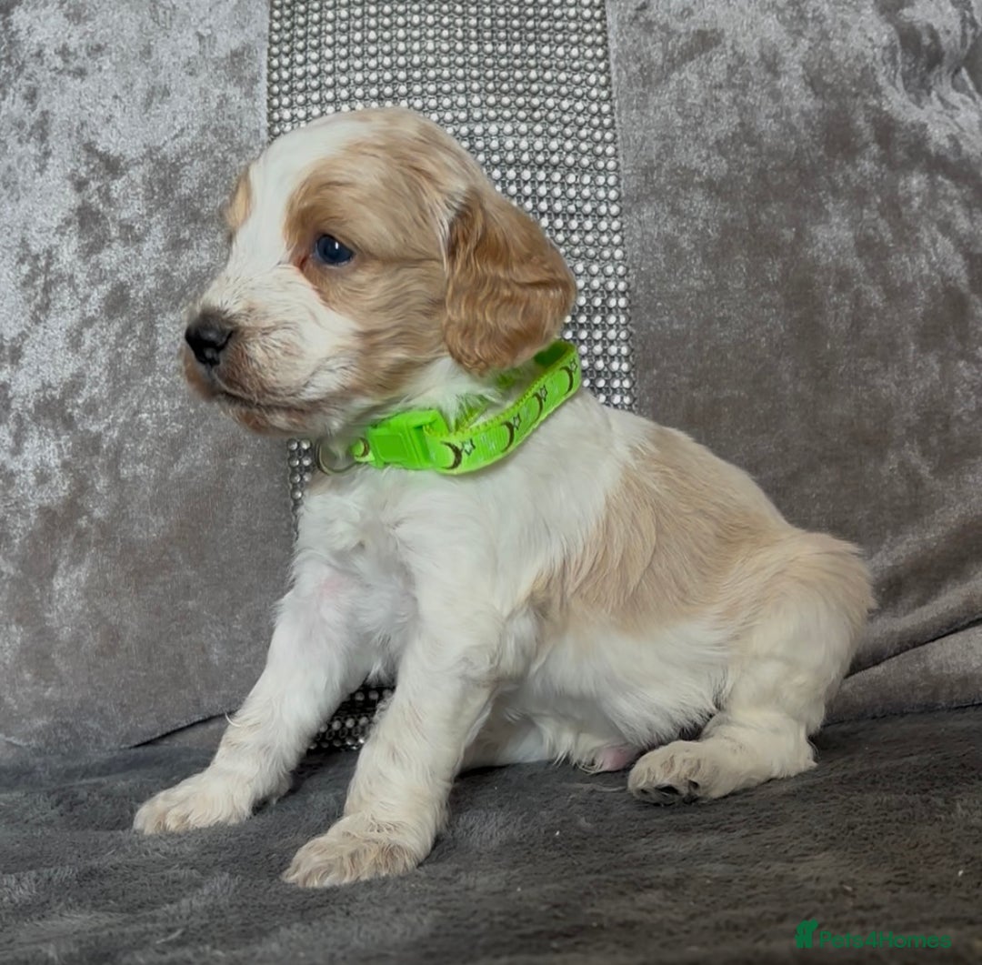 Cockapoo dogs for sale: stunning cockapoo puppies  - Image 5