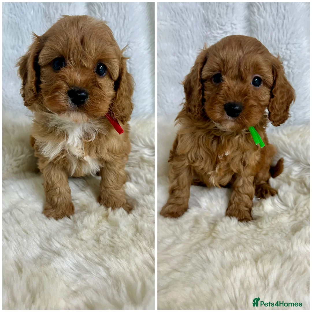 Cavapoo dogs for sale: ⭐ Top quality, health tested Toy Cavapoo babies ⭐ - Advert 34