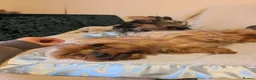 Yorkshire Terrier dogs for sale: Yorkshire Terrier ready for new home  - Advert 4