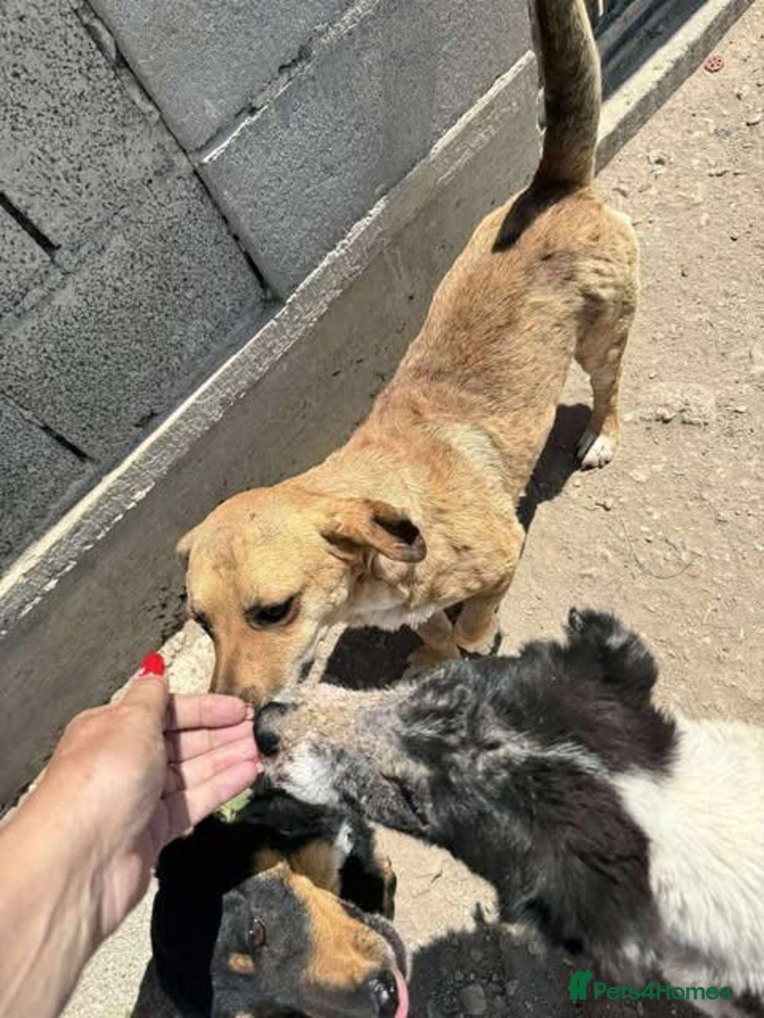 Mixed Breed dogs for adoption: Rescue boy Ethan is looking for his forever home - Advert 21