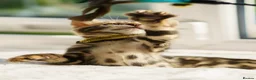 Bengal cats for sale: ONLY 4 LEFT - HEALTH/DNA TESTED BENGALS - Advert 15