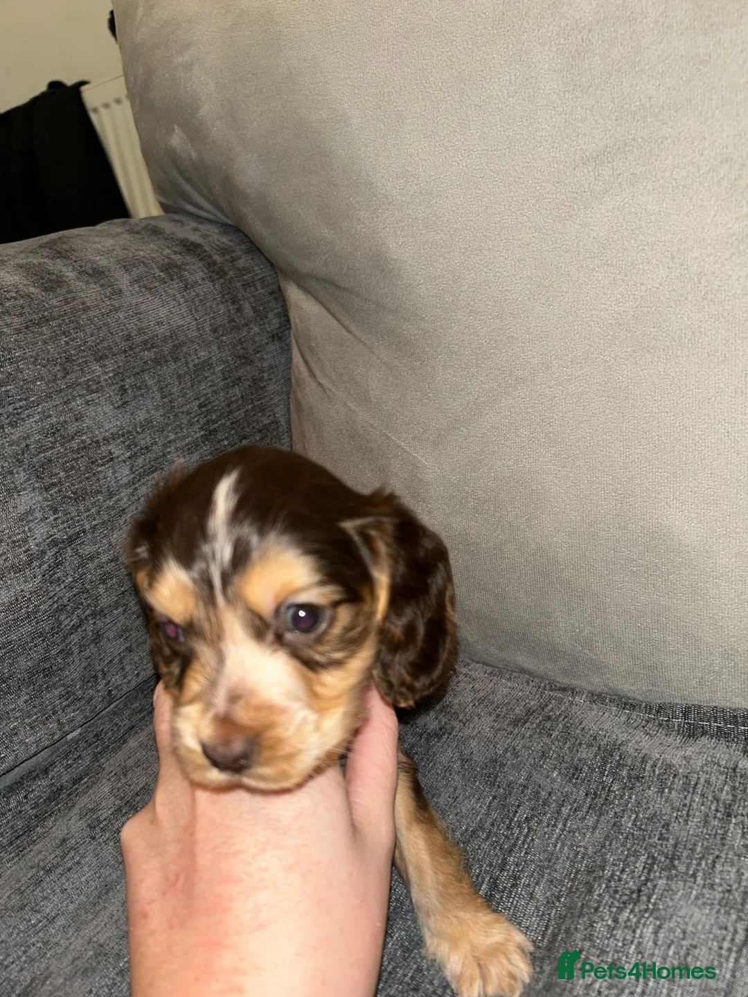 Mixed Breed dogs for sale: Cocker spaniel - Advert 5