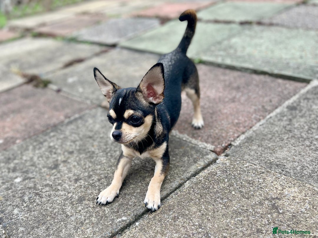 Chihuahua dogs for sale: Chihuahua puppies for sale in London - Image 6