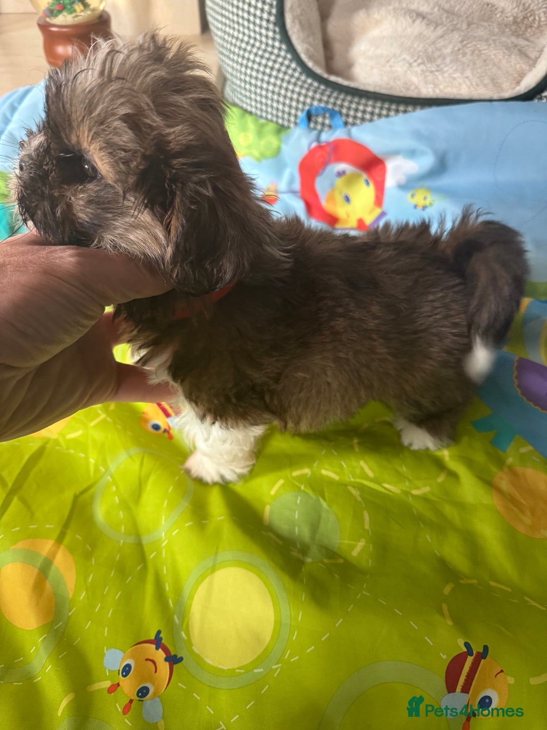 Lhasa Apso dogs for sale: KC reg female Lhasa apso puppy PRA clear  - Advert 6