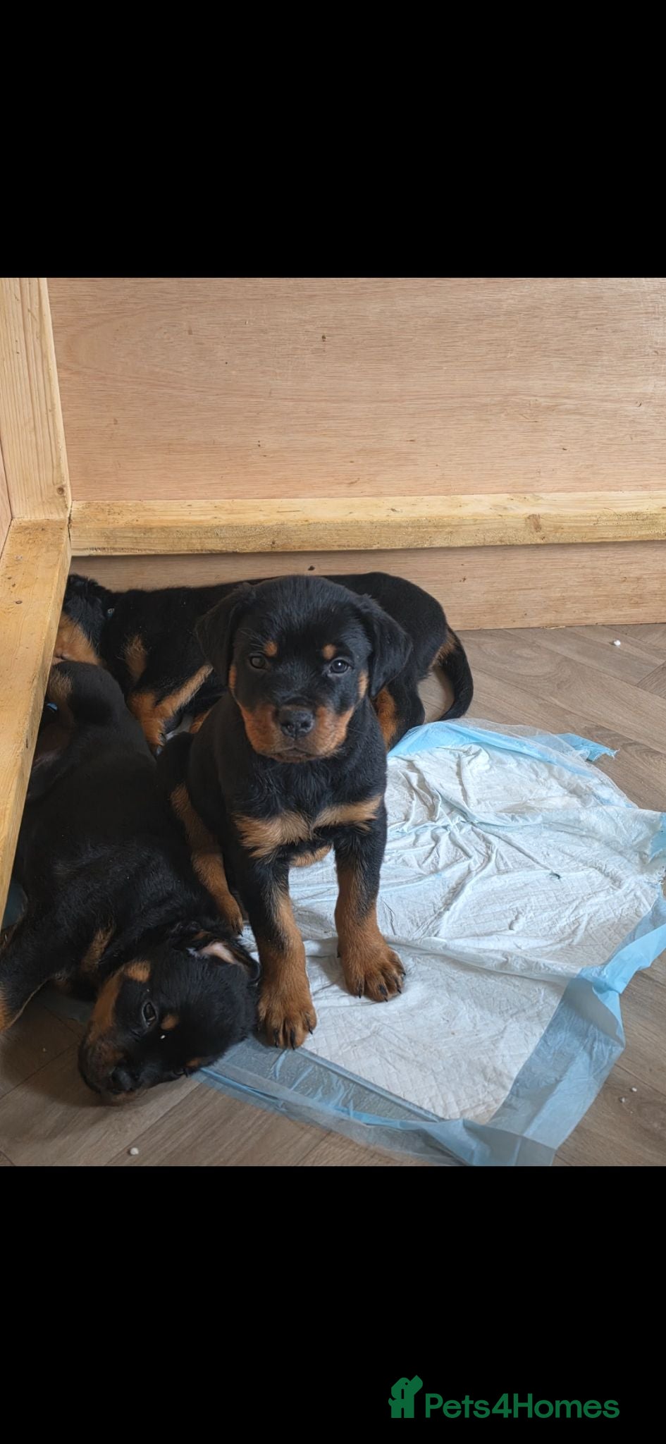 Rottweiler dogs Rottweiler puppy ready now ☆ 1 boy - Advert 2