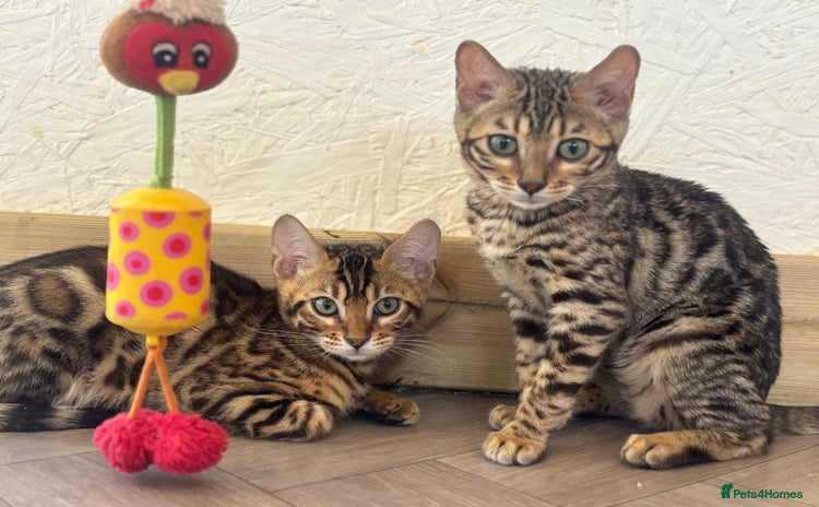 Bengal cats in Runcorn - Advert 5