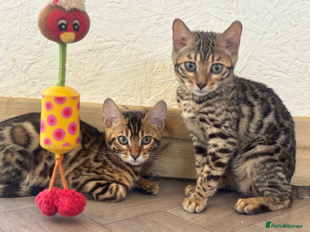 Bengal cats for sale: Charcoal Bengal Kittens  in Runcorn - Image 2