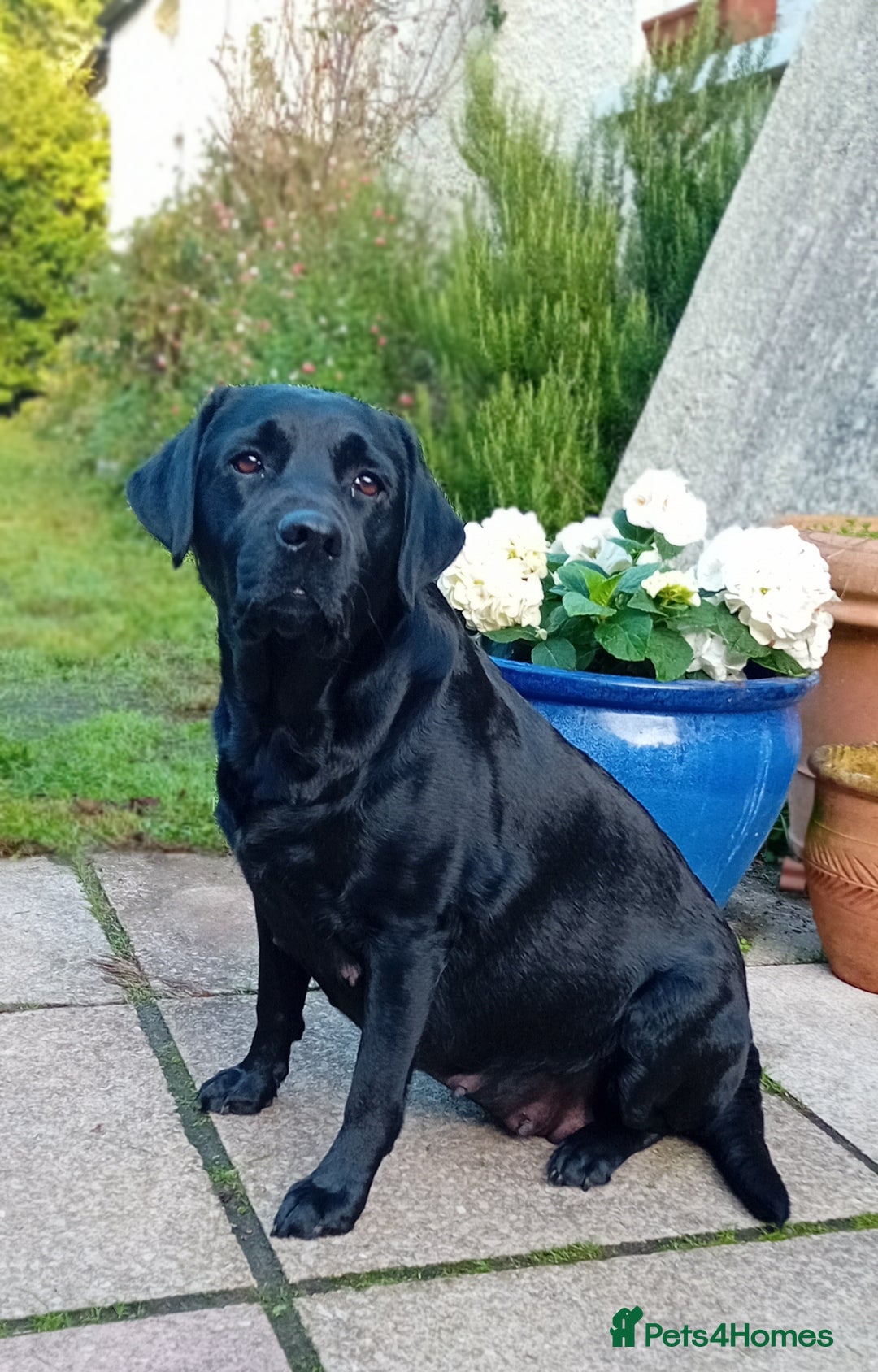 Labrador Retriever dogs for sale: Beautiful KC registered black Labrador puppies - Advert 7