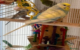 Budgerigars birds for sale: Bonded budgies for sale  - Image 5